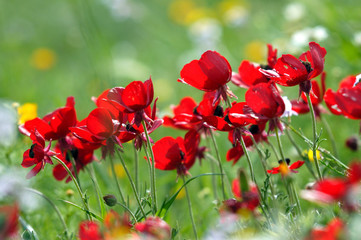field of red poppies