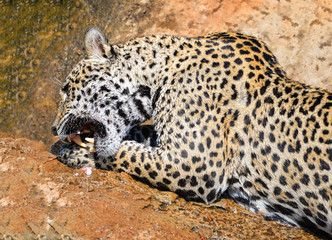 jaguar animal hunting eating its prey / jaguar sitting on rock tiger eats raw meat