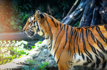 Fototapeta na wymiar bengal tiger - royal tiger / close up of head tiger beautiful