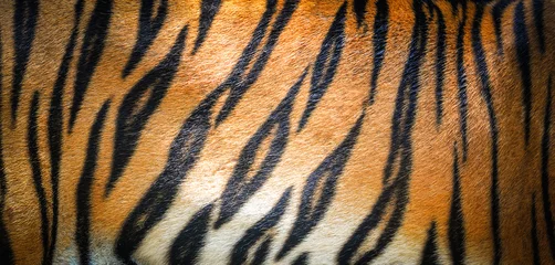 Poster Im Rahmen Tigermusterhintergrund / echter Texturtiger schwarz orange Streifenmuster bengalischer Tiger © Bigc Studio
