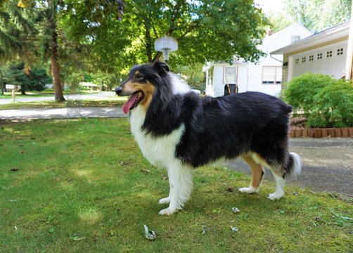 Rough Collie