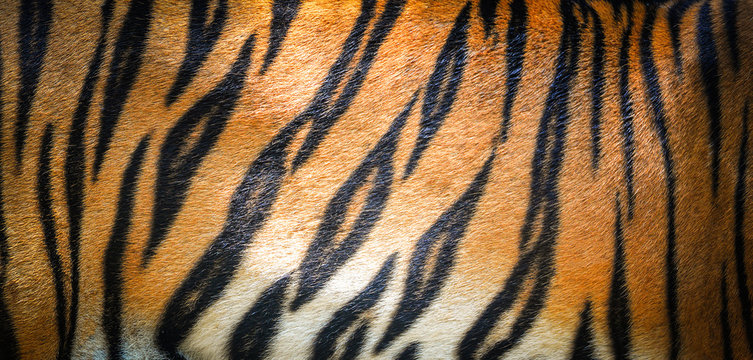 Tiger pattern background / real texture tiger black orange stripe pattern bengal tiger