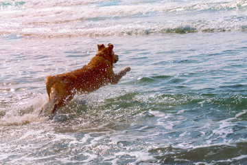 young dog, Golden Retriever runs into the sea, spraying water, toned
