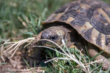 Hermann's Tortoise subsp. The Dalmatian Tortoise (Testudo hermanni hercegovinensis)