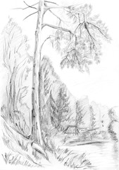 Fototapeta na wymiar Forest, pencil sketch