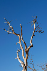 Baum im Tal des Todes, Kalifornien, USA