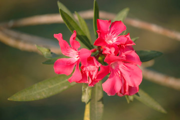 Pink oleander on a green background