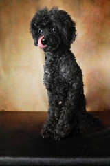ドッグ, プードル, 黒, 動物, お気に入りの, かわいい, カニーノ, 白, 仔犬, セッション, 品種, ポートレート, 孤立した, 哺乳動物, ねじれた, 家系, スタンダード, 愛らしい, お気に入りの, 家庭の, おもちゃ, 純血種の動物, ミニチュア, ドッグ, 動物, トイプードル, ブラック, 重厚な, かっこいい, ドッグショー
