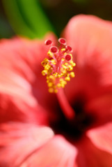 red Hibiscus © Photos by L