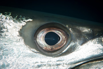 Barracuda Eye