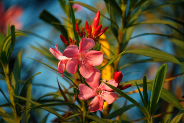 Pink oleander on a green background