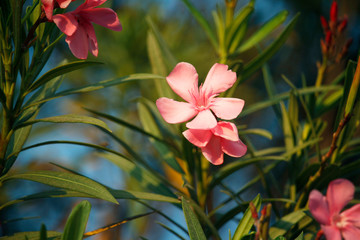 Pink oleander on a green background