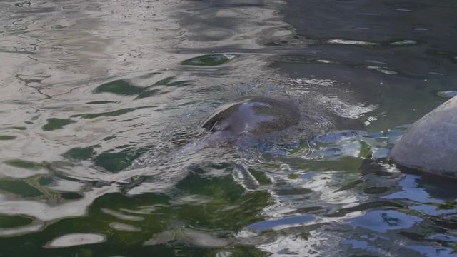 Critically endangered Mediterranean monk seal.