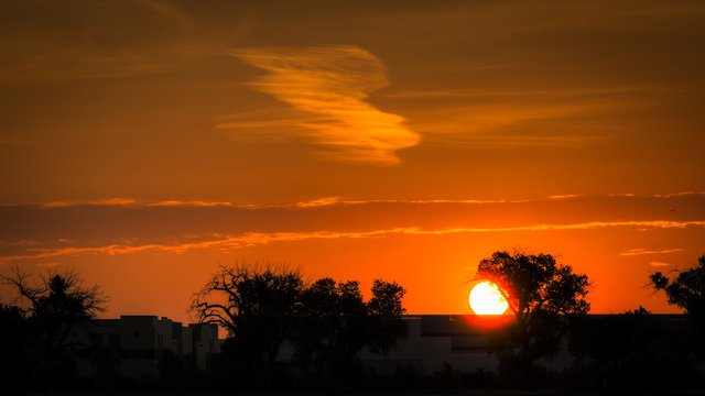 silhouette of tree at sunset