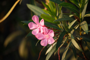 Pink oleander on a green background