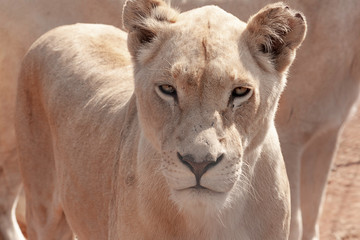 Loins in a predator park