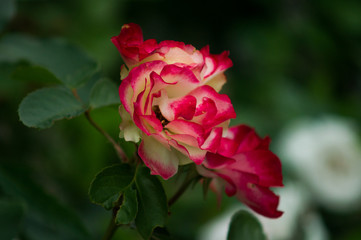 Obraz premium red rose in garden