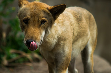 portrait of wolf