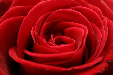 red rose