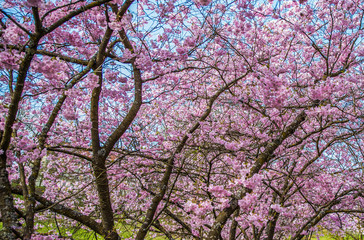 Deutschland Badenwürtemberg Darmsheim