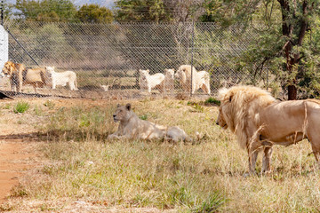 Loins in a predator park