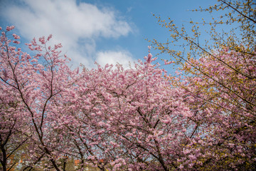 Deutschland Badenw&uuml;rtemberg Darmsheim