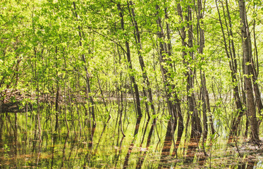 trees in the water in the forest