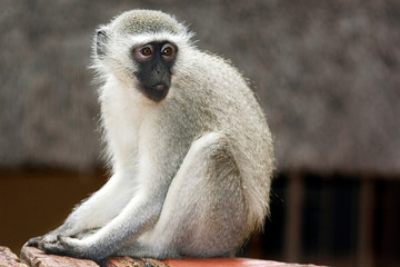 Baboon in South Africa