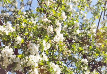 white apple flowers on a tree 