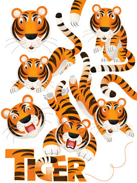 cartoon scene with set of tigers on white background with sign name of animal - illustration for children