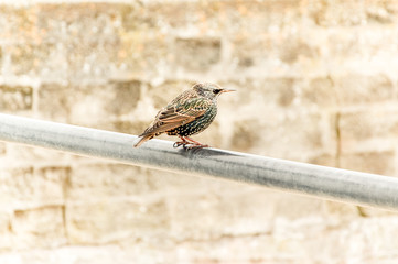 Bird isolated - colorful starling (sturnus vulgaris) sitting on a rail