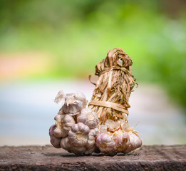 Bunch garlic harvest agriculture from vegetable garden