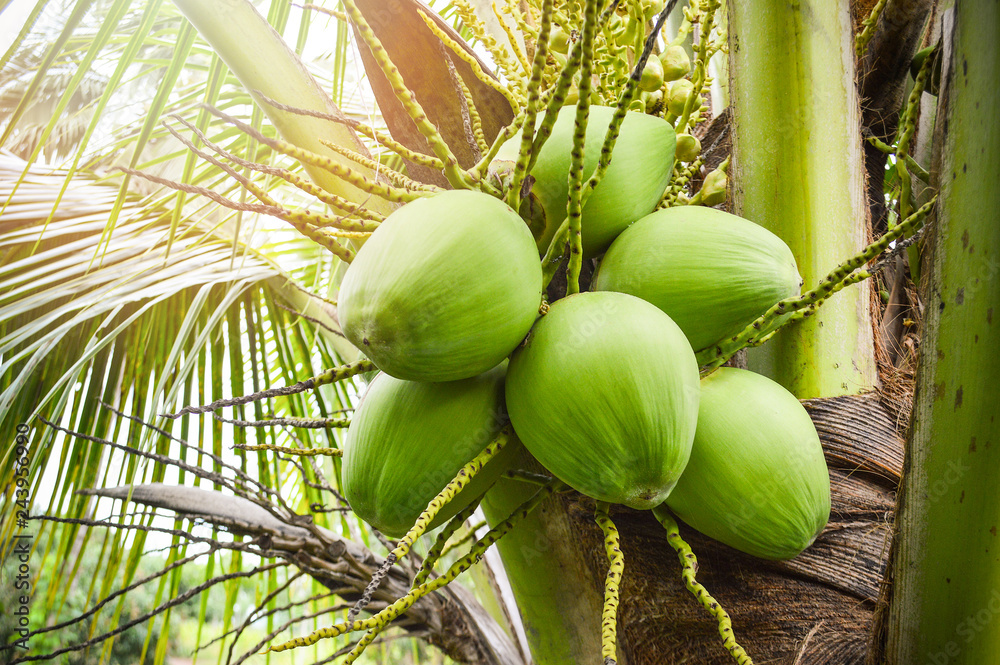 Wall mural young coconut tree / fresh green coconut palm tree tropical fruit on plant in the garden fruit