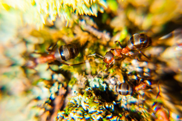 Forest ant in action motion on mossy ground surface