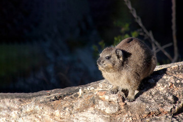 Hyrax basking in the sun, also known as dassie in Southern Africa