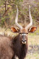 Njala buck, also called inyala -South Africa