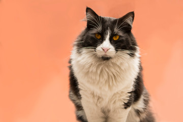 gato entero mirando a cámara