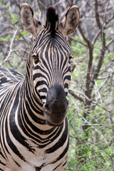 Close up photo of a Zebra