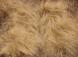 실같은 겨울 풀
