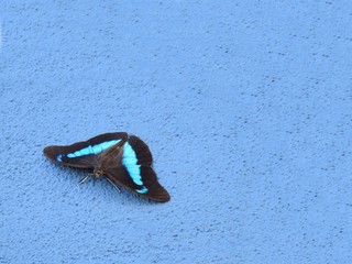 Close-up of a large blue and brown butterfly on a blue textured surface. There is space for caption or text.