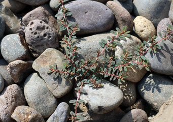 Common Knotweed  aka. Bird grass, Doorweed
