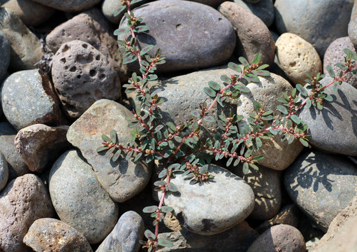 Common Knotweed  aka. Bird grass, Doorweed