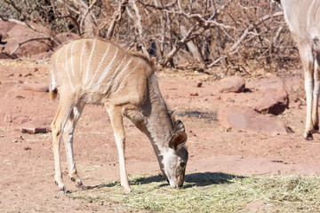 Herd of kudu's in the wild