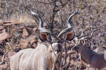 Naklejka na ściany i meble Herd of kudu's in the wild