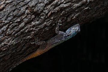 Close up view of a blue headed agama lizard (bloukop koggelmander)