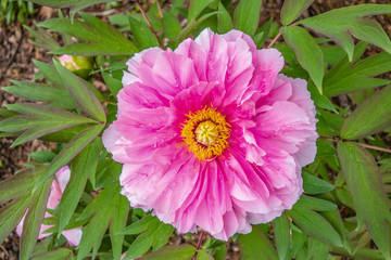 Blooming pink Rose peony flower, top view (above).