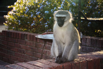 Baboon in South Africa