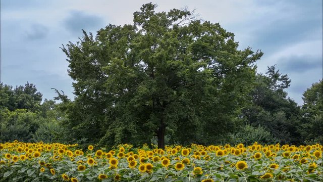 Timelapse of Tree in Sunflower Field