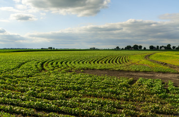 Fototapeta na wymiar Central Illinois farmland in the afternoon light.