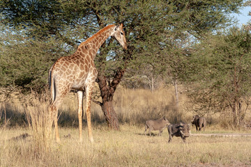 Giraffe in the savannah - South Africa